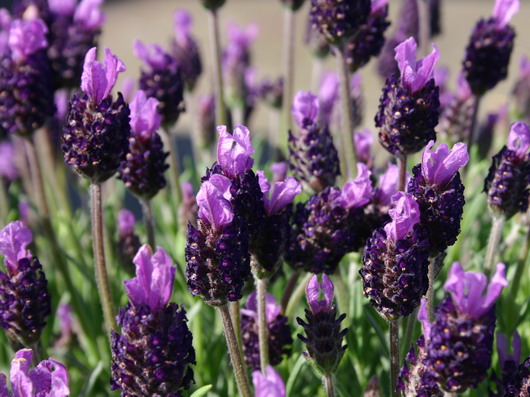 i16815-Schopf-Lavendel-Silver-Summer
